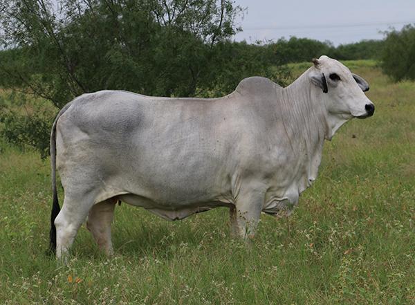 Lot 4's dam - LMC WFF 308-5