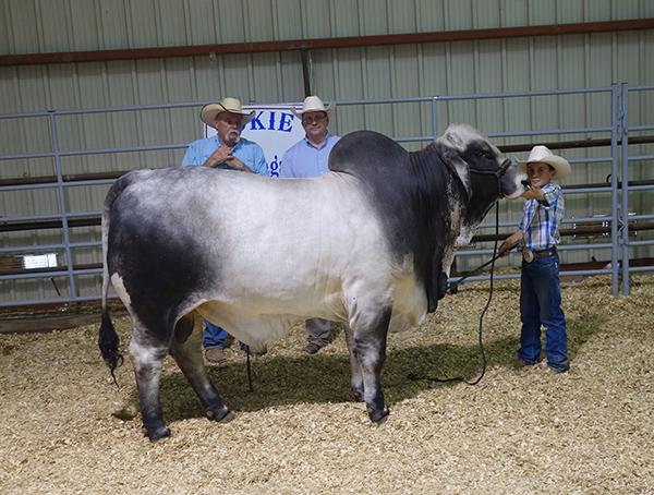 Butler Polled Professor - son of Lot 8