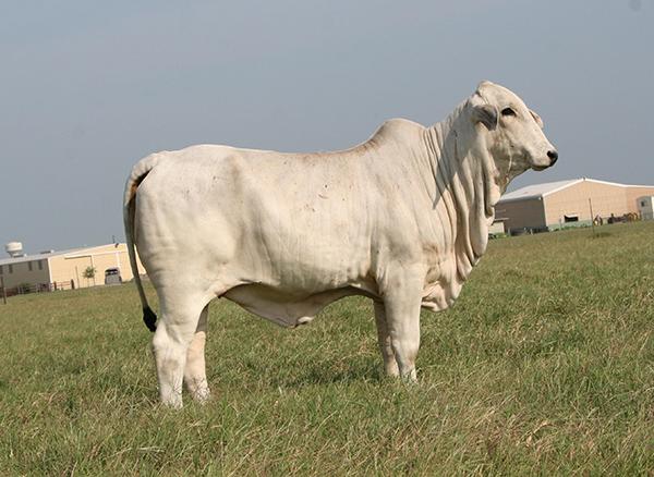 LMC Polled Maestro daughter owned by Sam Sparks