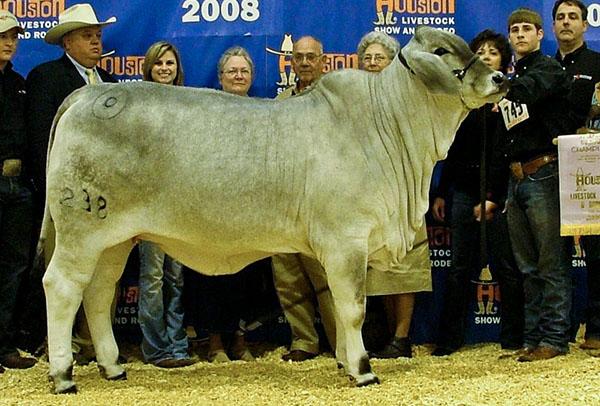 Miss BER 238, signature daughter of “The Rock” and many time champion for Bulls Eye Ranch. 