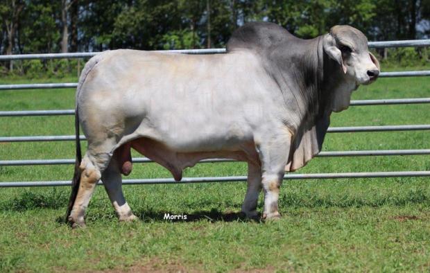 MR. SNS 141/9 - Choice Sire of Embryos