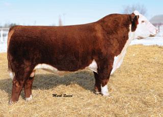 Service Sire - MSU TCF Revolution 5046