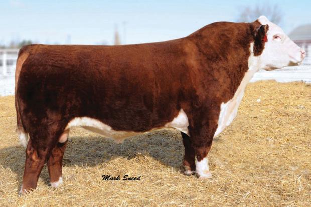 MSU TCF Revolution 4R - Maternal Brother to Embryos