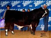 BCC Mr. Majestic, sired by A&A Black Scepter