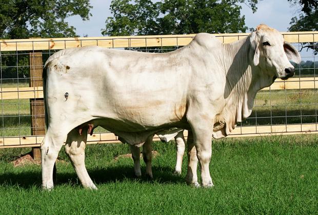 Lot 1 Cow