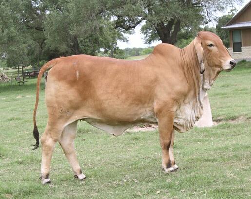 Maternal Grand Dam – Moreno Ms Lady Rembrandt 736