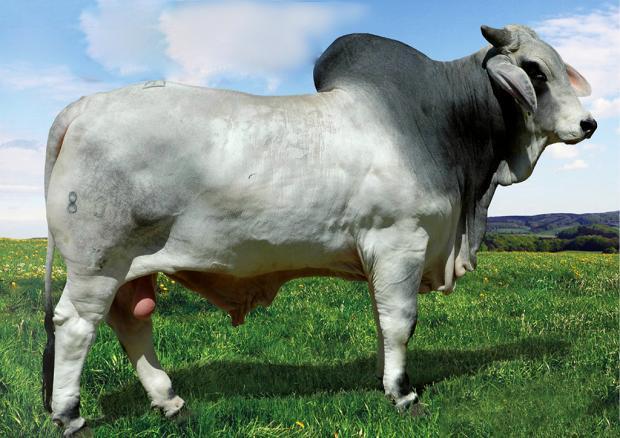 Mr. Karu Manso 800 - Sire