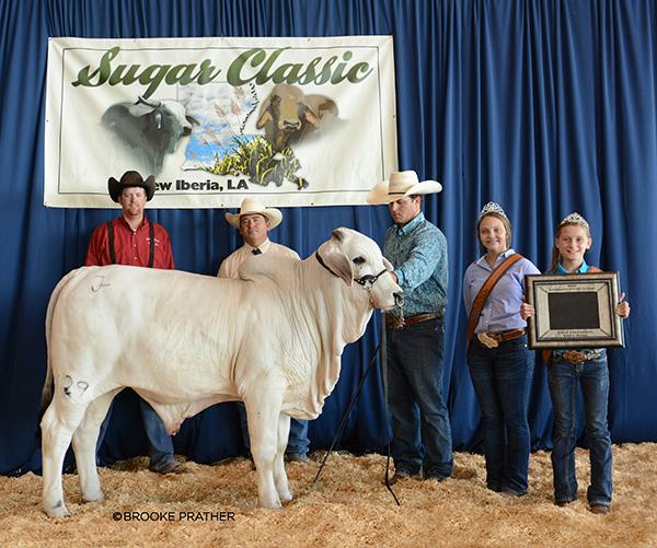 2015 Sugar Classic Calf Champion Gray Bull “Mr L Ben Hur 129”