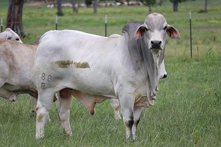 Service Sire: Mr. V8 388/8