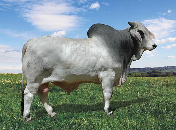 Mr. Karu 800 (Clone) - Sire of Embryos