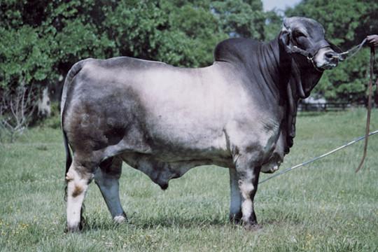 Mr. V8 815/5 - Sire