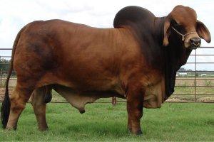 Mr JS Rouge 493/5 - Sire