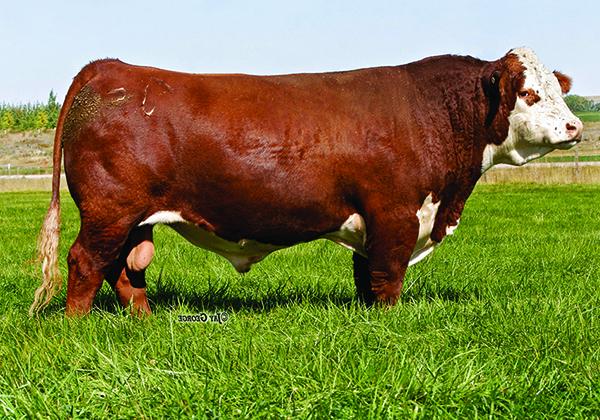 NJW 73S M326 TRUST 100W ET - Sire of Embryos