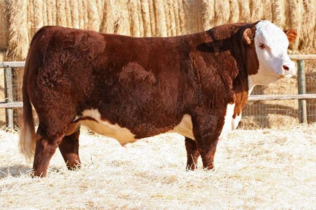 NJW 73S W18 HOMETOWN 10Y ET - Sire