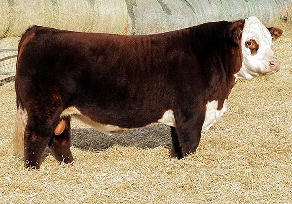 NJW 78P TWENTYTWELVE 190Z ET - sire