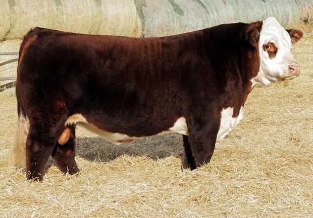 NJW 78P Twentytwelve 190Z ET - Sire of Embryos