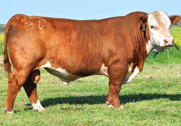 NJW 98S R117 RIBEYE 88X ET - Sire of Embryos