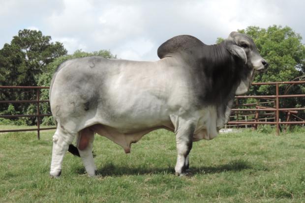 Sire: Mr SNS Omaha 273/6