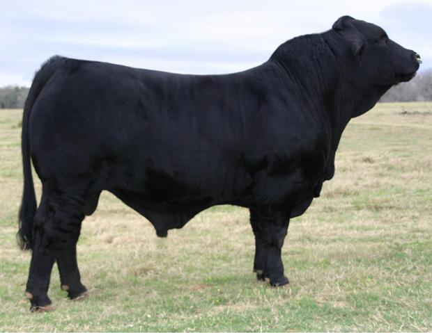 Sire - BCC/CHCC Powerman 