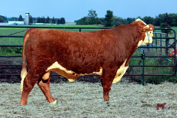 Service Sire For CMB 26B