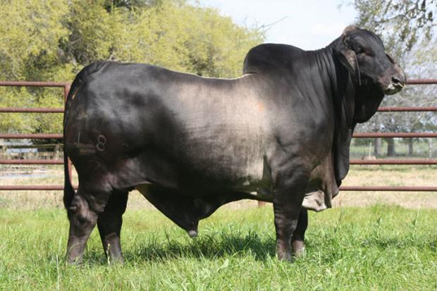 Sire - Mr V8 183/7