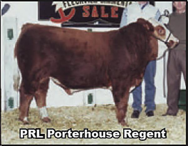 Porterhouse Regent - Sire Of Embryos