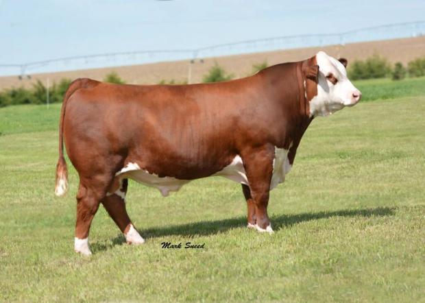 R LEADER 6964 - Sire