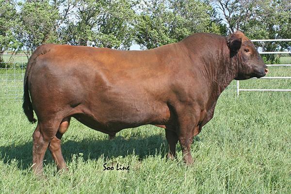 Red Corner Creek Cash 2R - Sire of Lot 1407