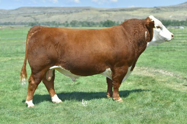 Sire - Churchill Red Bull 200Z