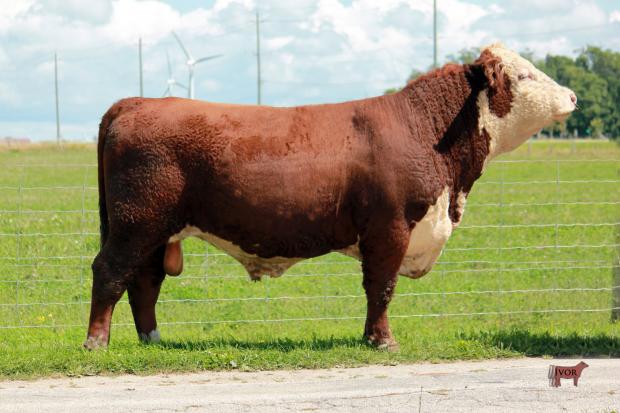 Service Sire of KHF 20B