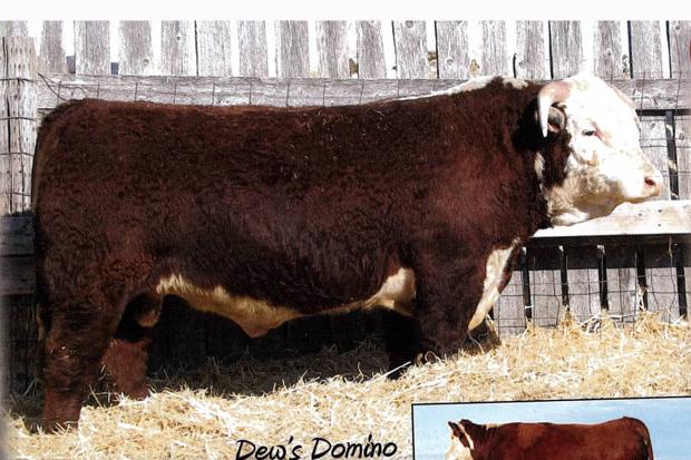 AHSJ 8Y- Service Sire for Cows