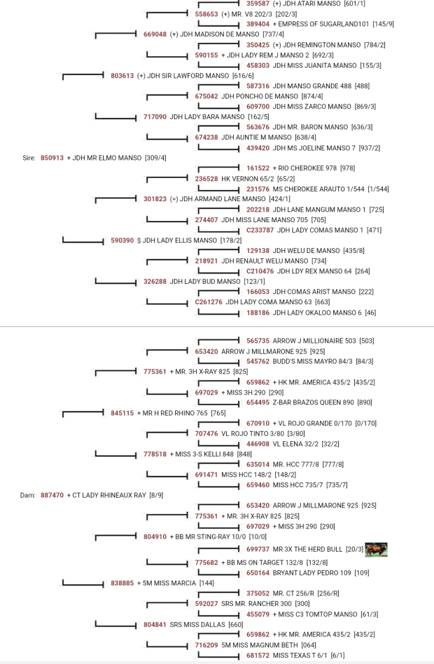 Sire Pedigree