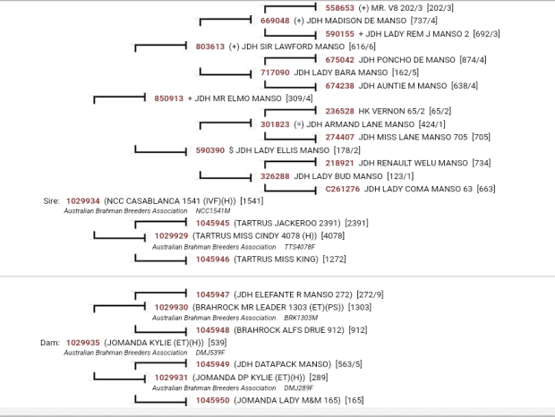 Sire Pedigree