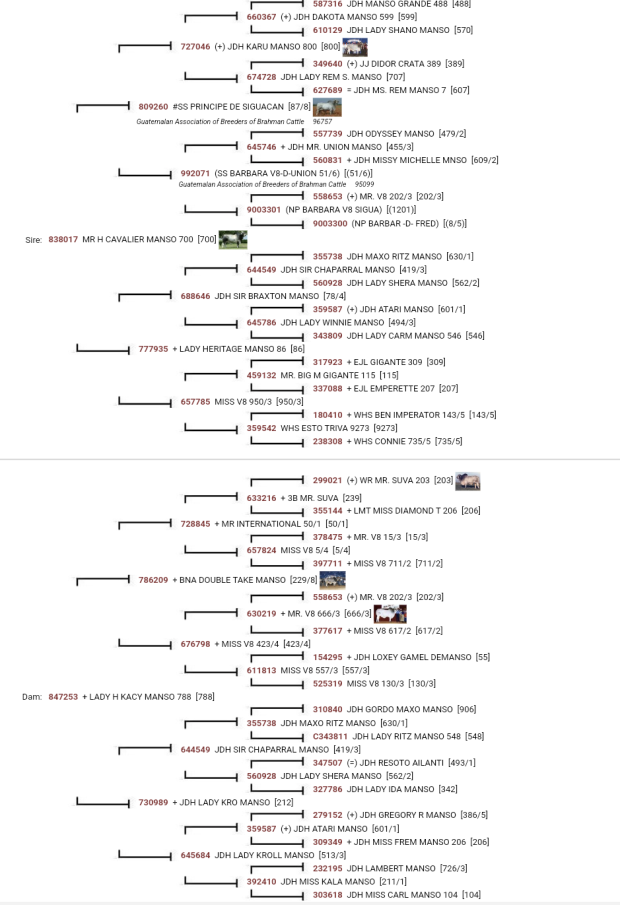 Sire Pedigree