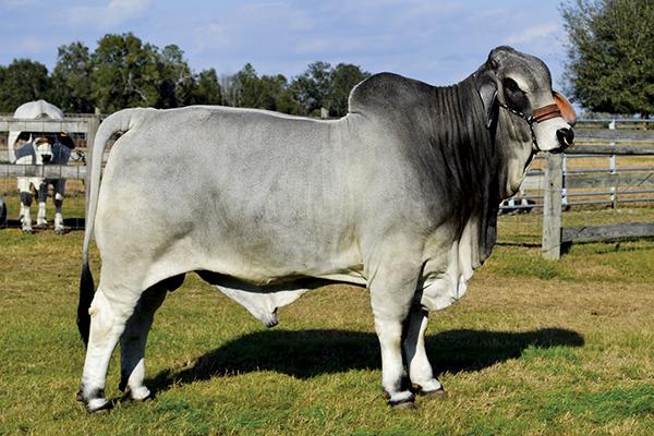 Mr SG 85/1 - Sire of Embryos