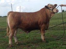 This steer is the 2014 calf of 282 x Braveheart.  She is pregnant with a full sib to this steer, ECD is 7/13/15. 