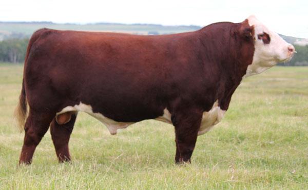 Sire - HARVIE TAILOR MADE ET 7W