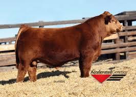 Maternal Grand Sire - Top Fuel