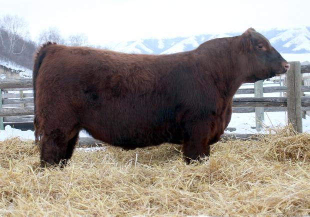 Lot 19 - RED LIBERTY NORTH 115B