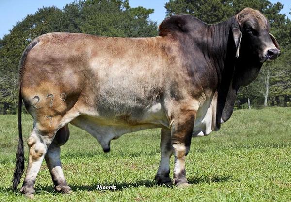 Mr. V8 279/7, top polled “Elmo” son and sire to embryo offering. 