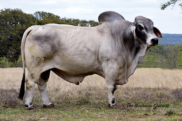 JDH WICHITA MANSO - Sire