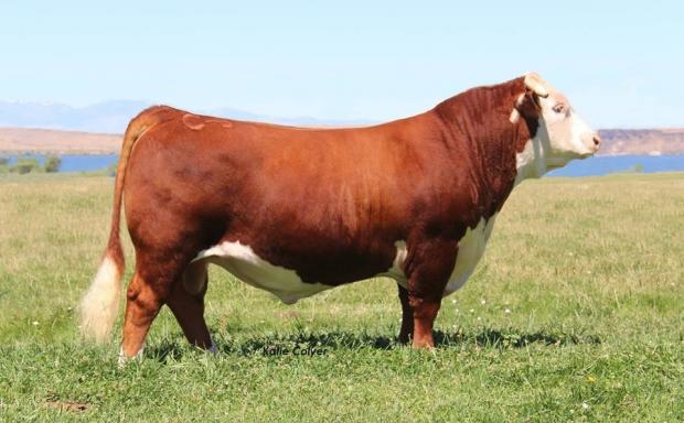 C Bailees Miles 4312 ET - Sire of Embryos