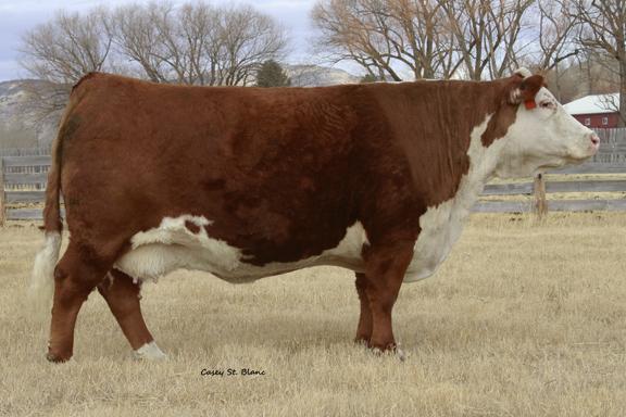 CL 1 DOMINETTE 440P 1ET- Paternal Grandam of Service Sire