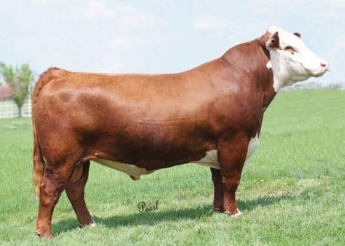 Boyd First Class 6040 - Sire