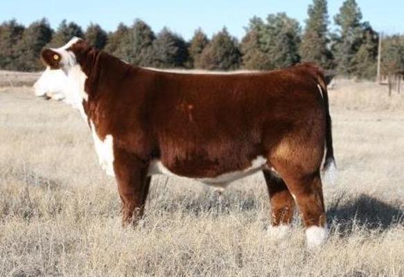 H BK CCC SR GAME CHANGER ET - Sire of Embryos