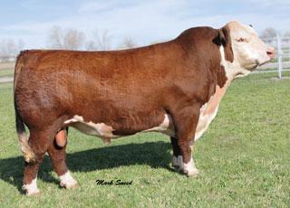 Service Sire -  TH 122 71I Victor 719T (sexed semen!)