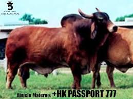 Sire - HK Passport 777