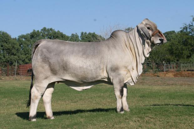 Lot 6's dam -  LMC +S Polled Madonna