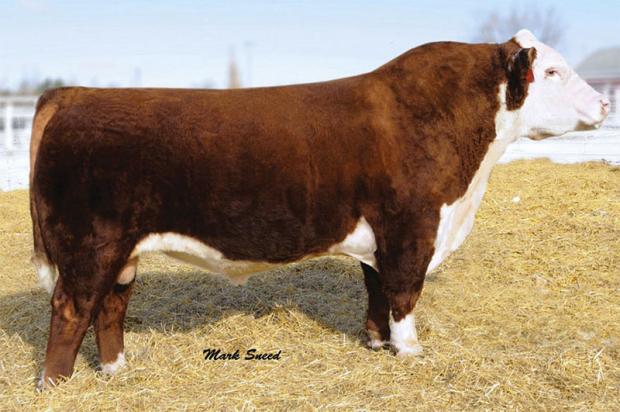 Sire of KHF20B