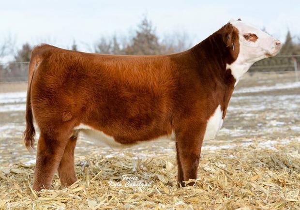 CHEZ AA NEXT LEVEL ET - Sire of Embryos